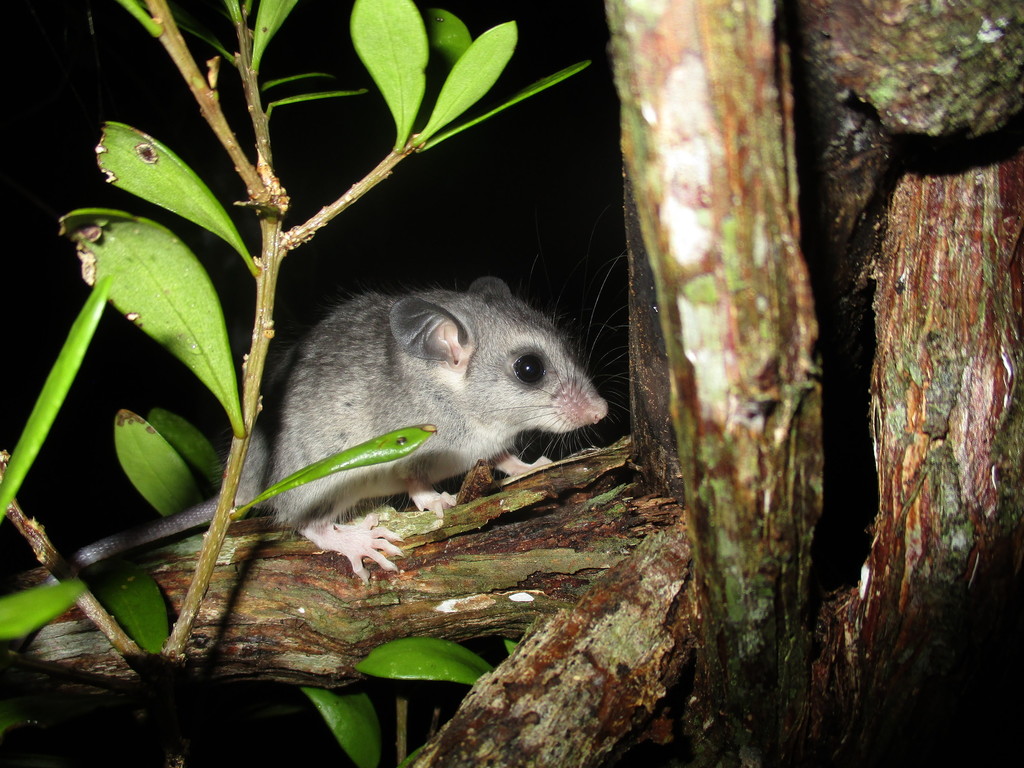 Big-eared Climbing Rat