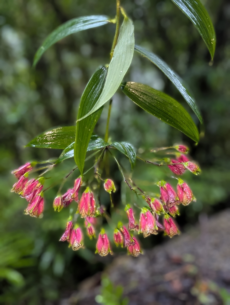 Bomarea cornigera