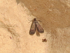 Elophila tinealis