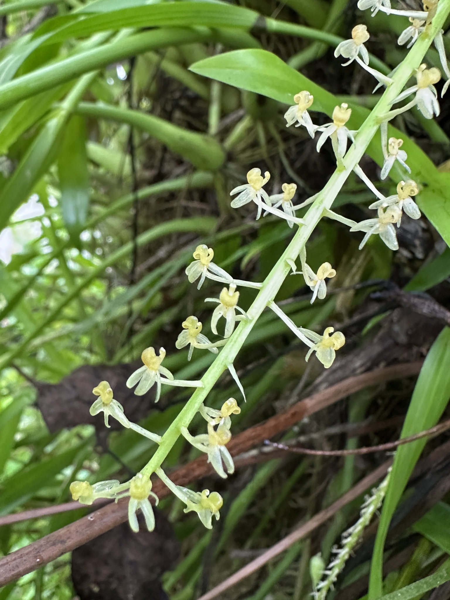 Imagem de Orquídea-gafanhoto