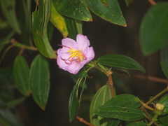 Melastoma septemnervium