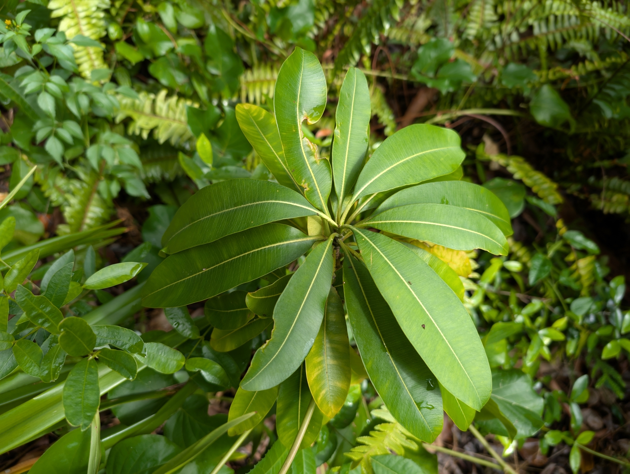 Ochrosia compta