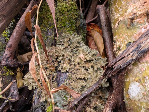 Sticta scabrosa observed 2025-01-26