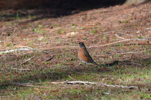 American Robin