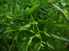 Arracacia rigida