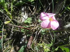 Oxalis eckloniana-nidulans