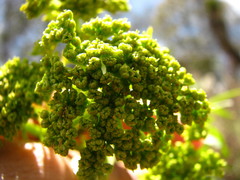 Arracacia rigida