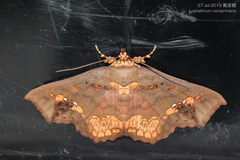 Lopharthrum comprimens