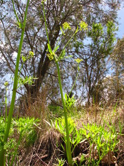 Arracacia rigida