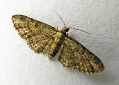 Eupithecia inturbata