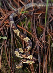 Trimorphodon biscutatus