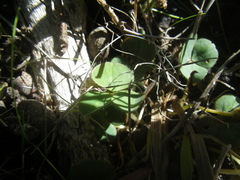 Oxalis eckloniana-nidulans