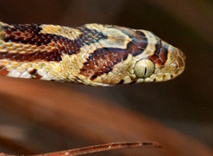 Trimorphodon biscutatus