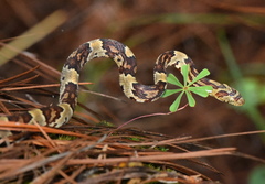 Trimorphodon biscutatus