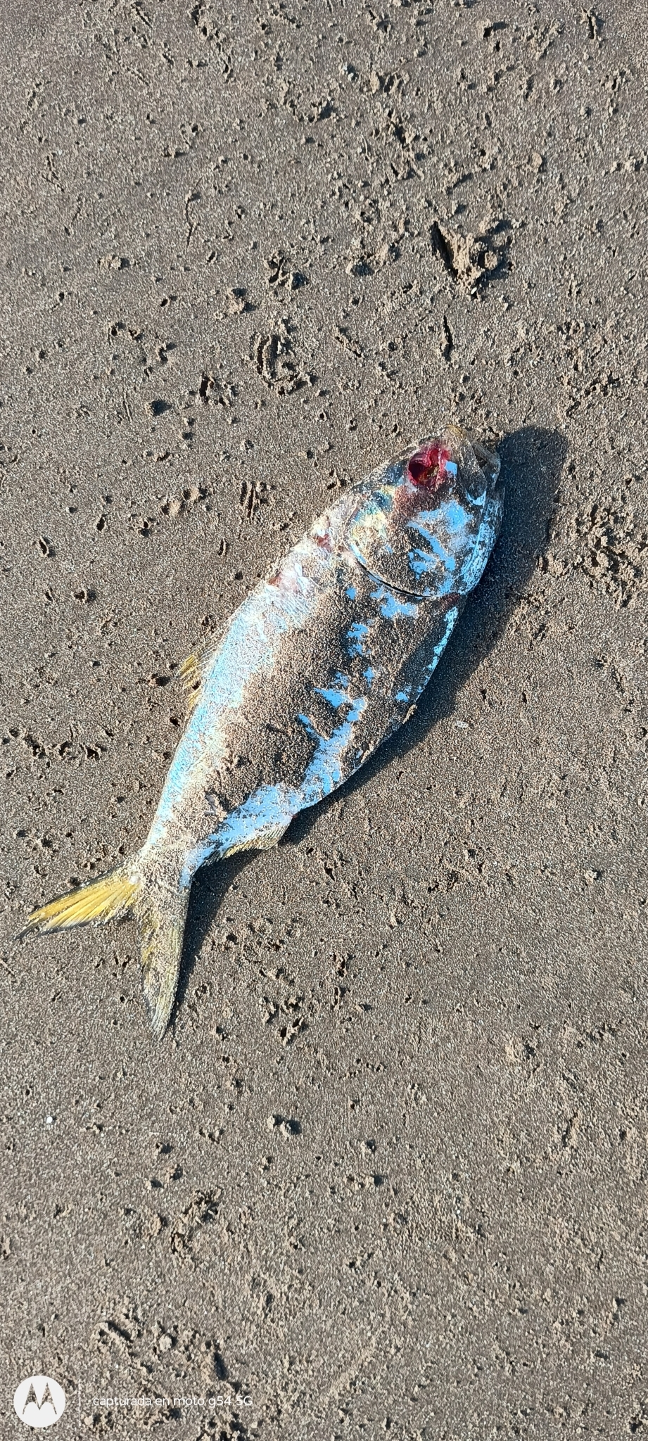 Brazilian Menhaden photo 8