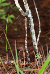 Trimorphodon biscutatus