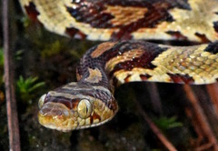 Trimorphodon biscutatus