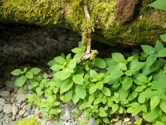 Stachys chamissonis cooleyae