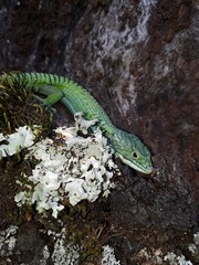 Abronia graminea