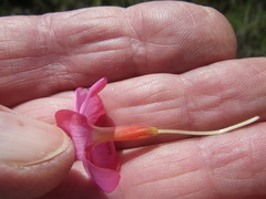 Oxalis eckloniana-nidulans