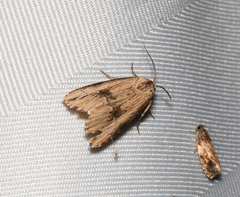 Crambodes talidiformis