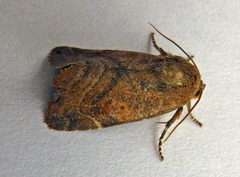 Cosmia affinis