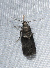 Acrobasis caryae