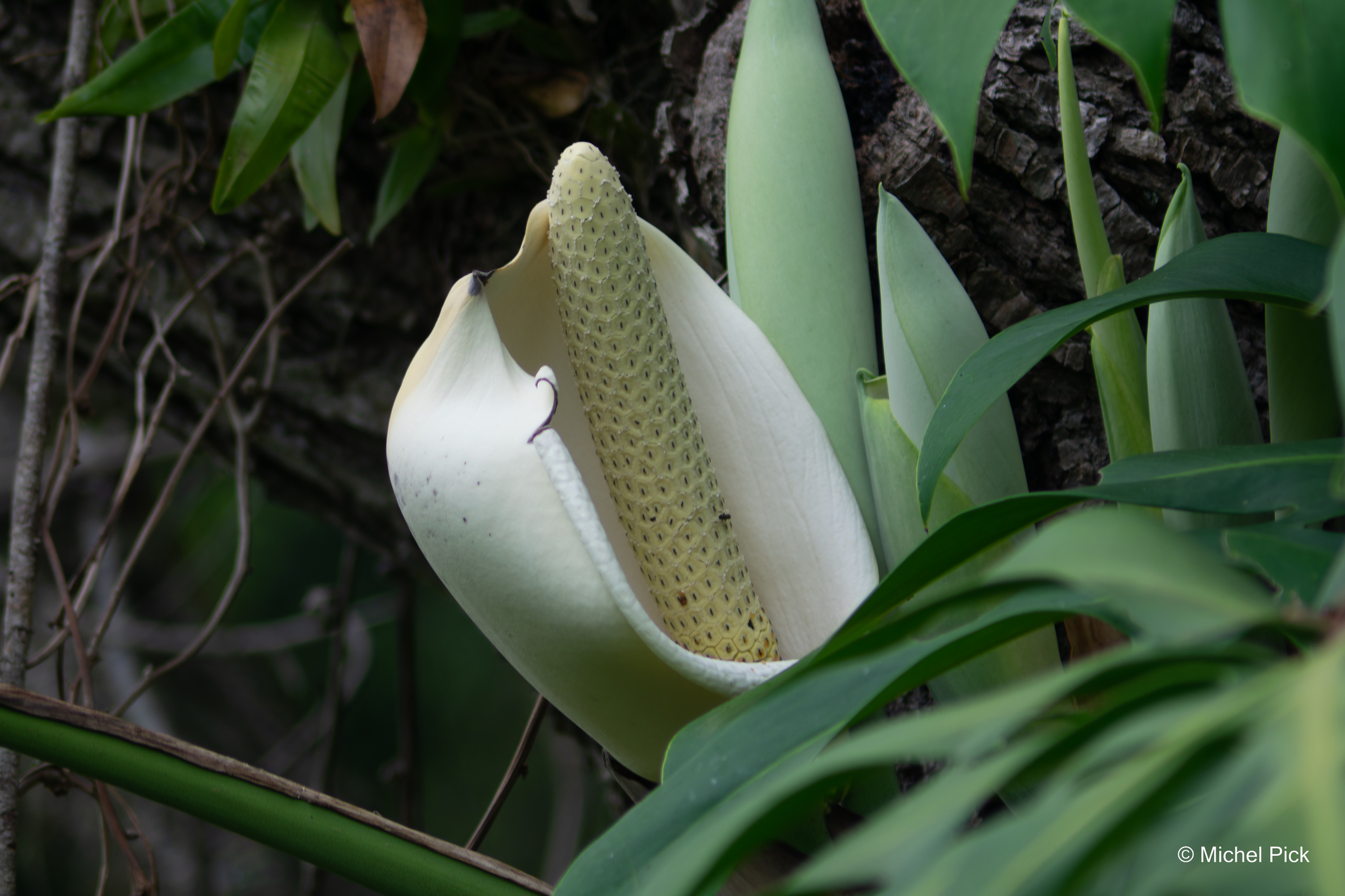 Monstera deliciosa