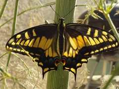 Papilio zelicaon