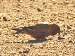 Leucosticte australis