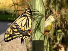 Papilio zelicaon