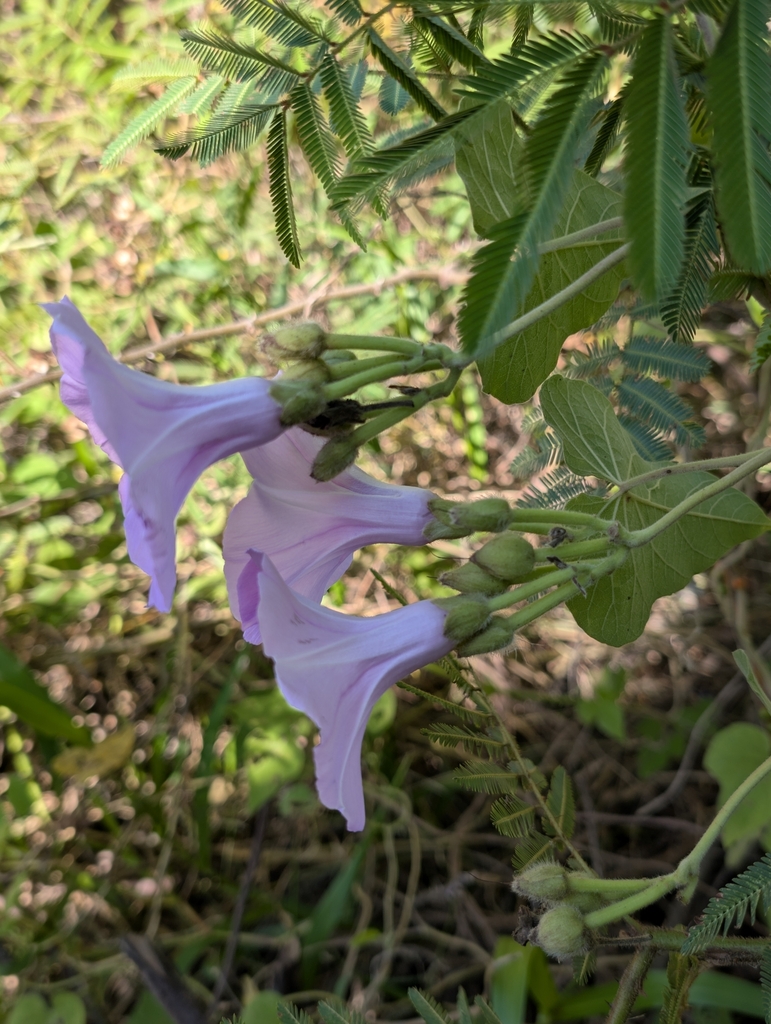 Foto de Sete-léguas