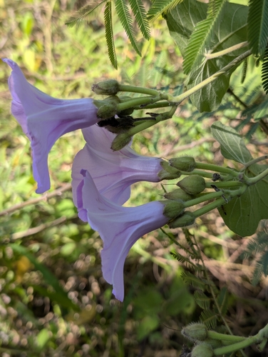 Foto de Sete-léguas