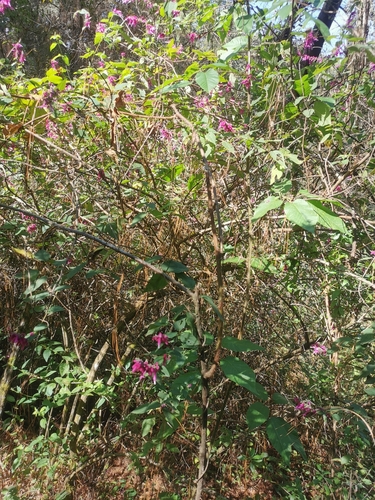 Image of Salvia iodantha by (c) Juan Carlos Pérez Magaña, some rights reserved (CC BY-SA)