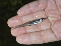 Waccamaw Silverside photo 2