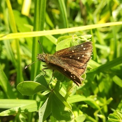 Piruna microsticta