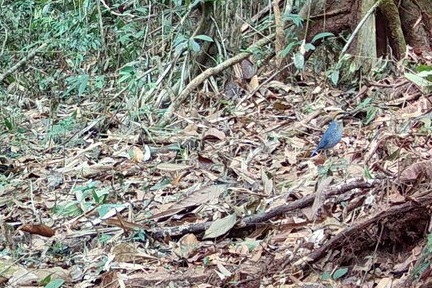 Blue Pitta