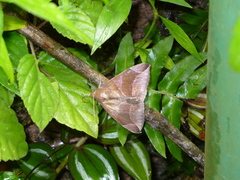 Dysgonia purpurata