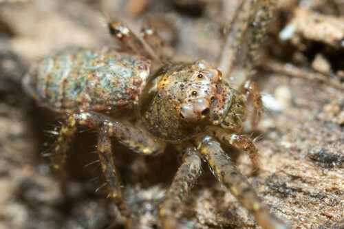Tmarus floridensis