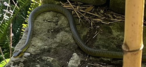 Common Tree Snake sighting