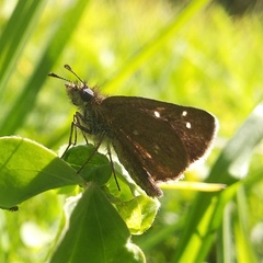 Piruna microsticta