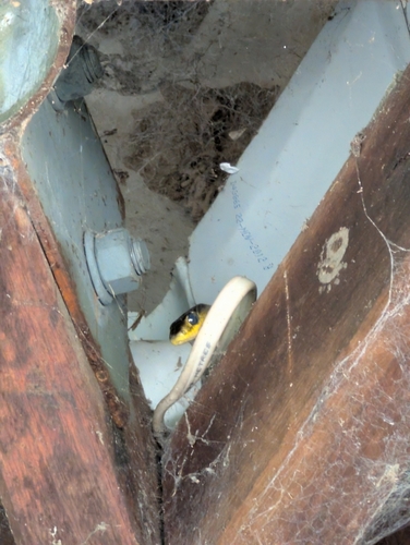 Common Tree Snake sighting