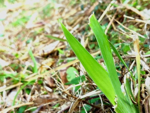 Foto de Flor-leopardo