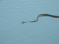 Thamnophis eques obscurus