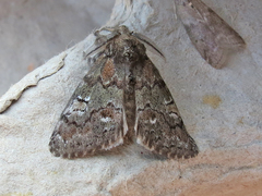 Dasychira plagiata