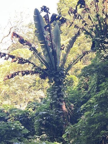 Ensete ventricosum