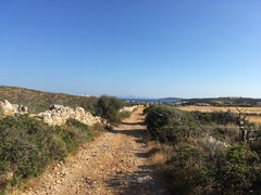 Galerida cristata meridionalis