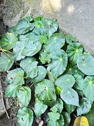 Begonia calderonii, photograph 2