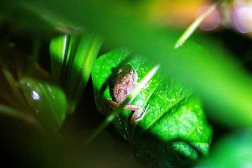Forest Coqui, Eleutherodactylus portoricensis