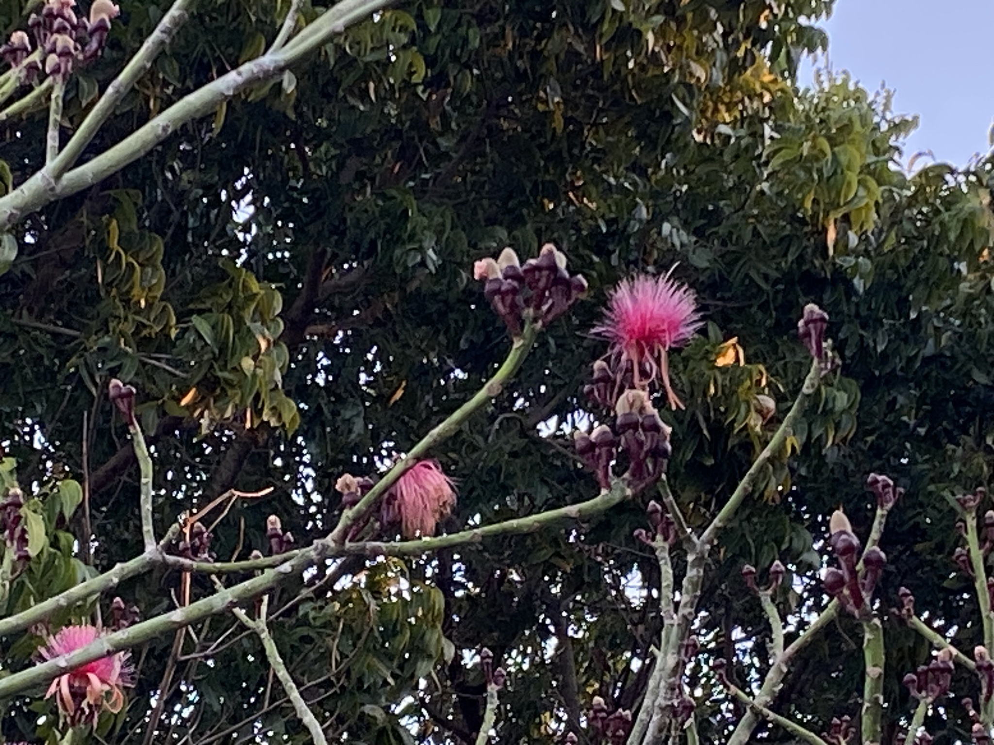 Imagem de Paineira-branca